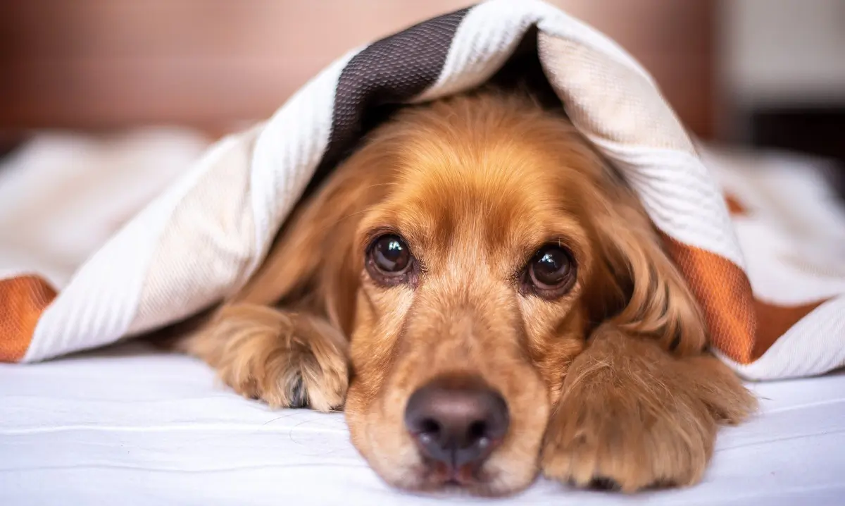 Cómo Tranquilizar a un Perro con Miedo o Inseguridad